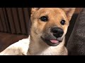 柴犬（豆柴）みかん｜遊び疲れて舌をしまい忘れる…。