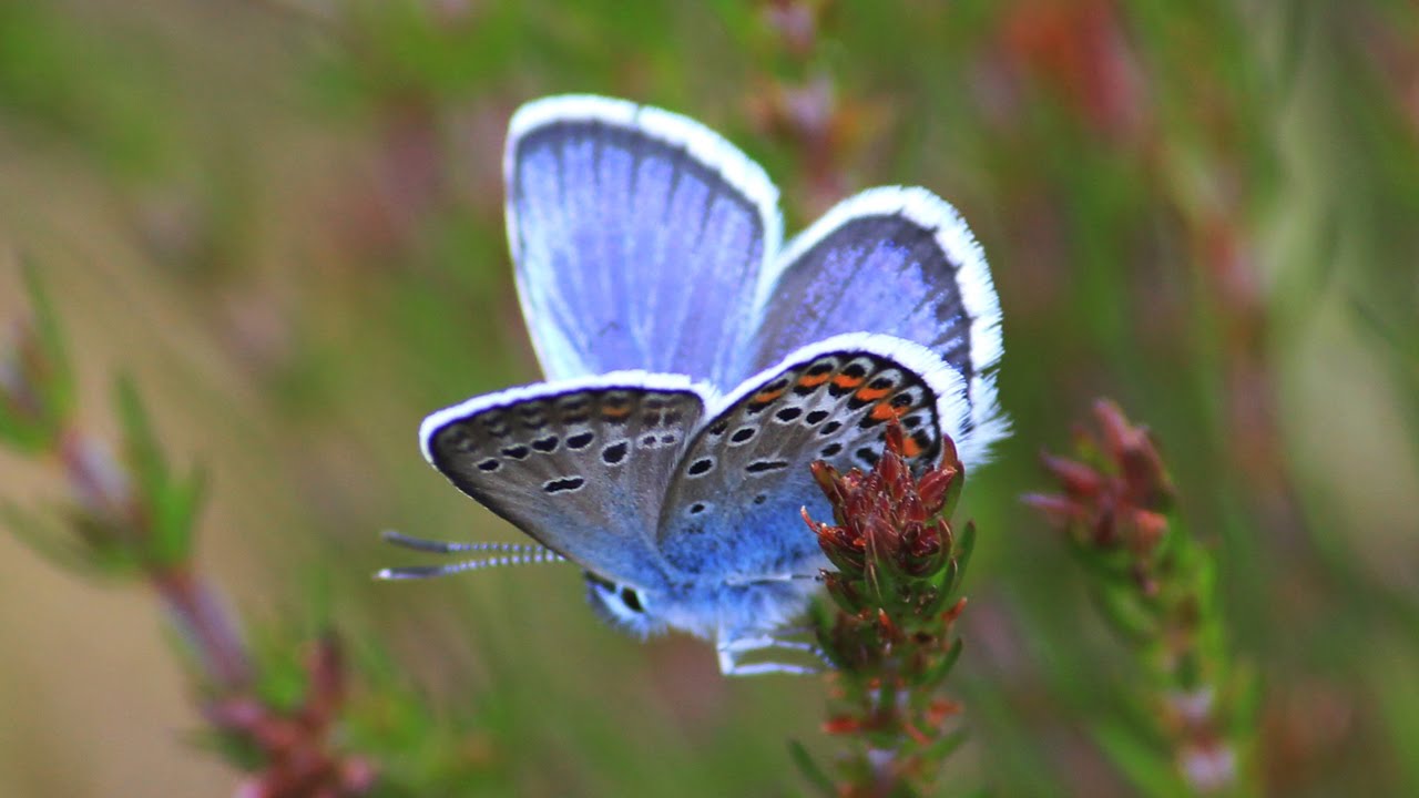 Butterflies in Silver -Bracelet