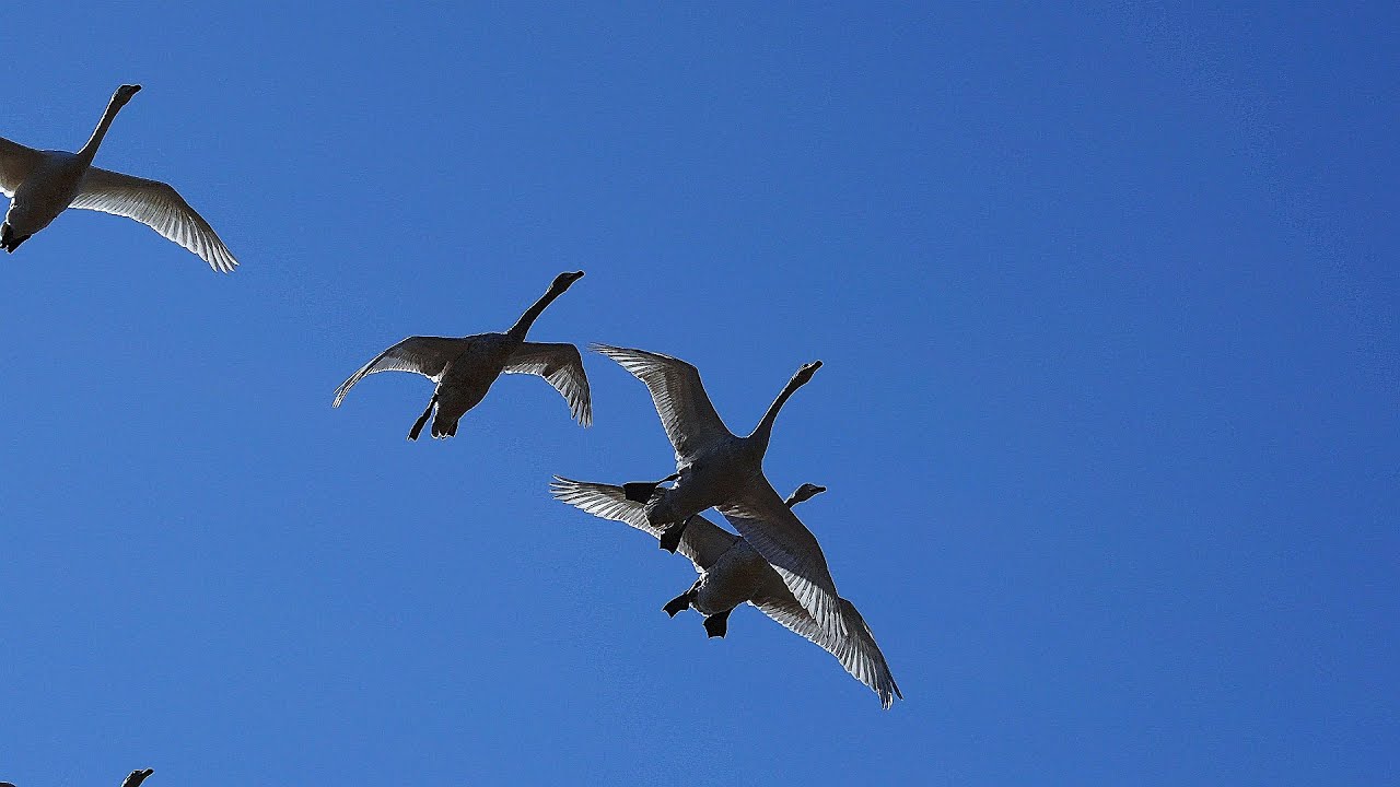 2026年1月22日　菅生沼 （すがおぬま）