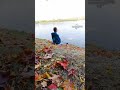 #медитация #осень #озеро #царицыно #парк