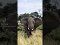 #viral