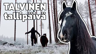 VLOG: Talvinen päivä kotitallilla 🐴