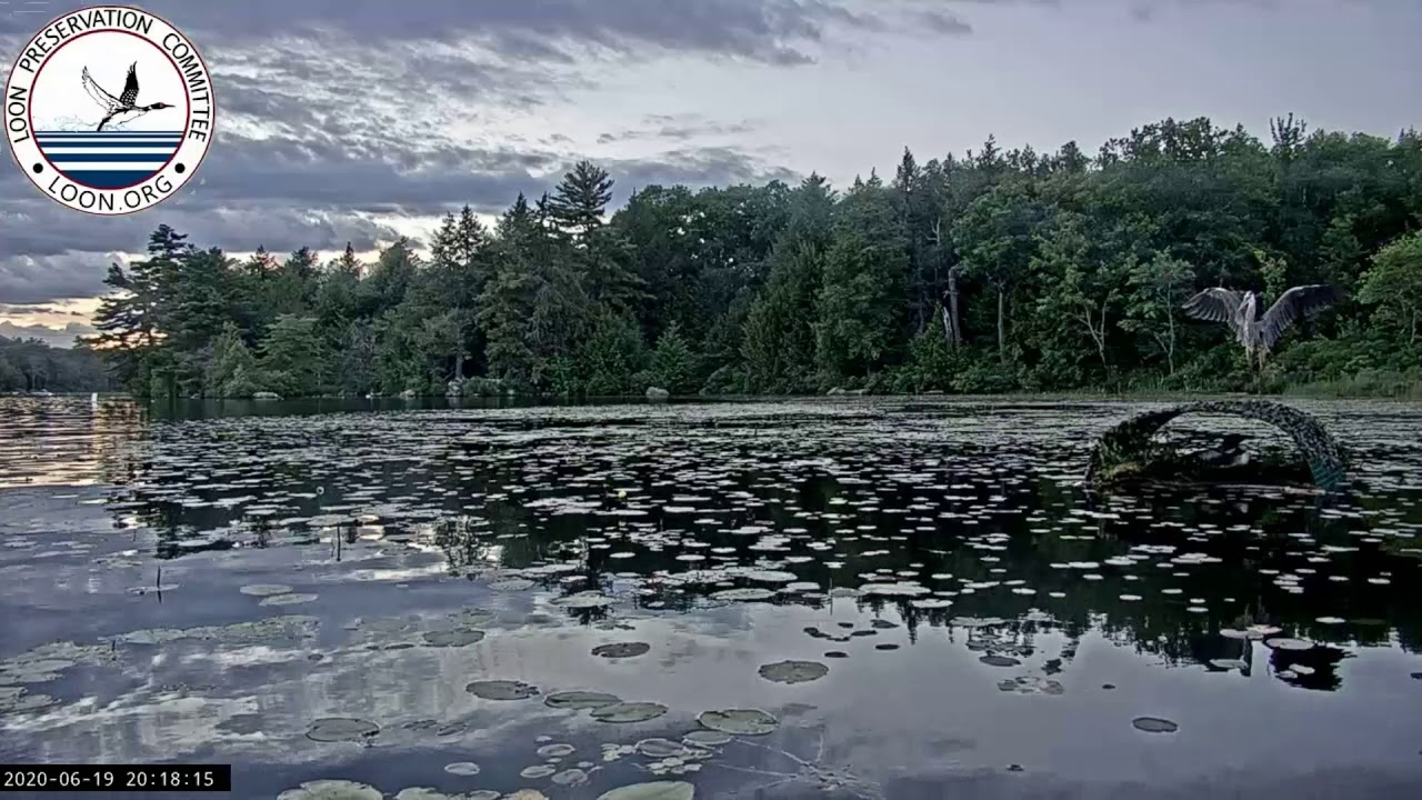 Loon Alarmed by Heron - YouTube