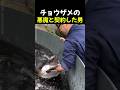 チョウザメの悪魔と契約した男