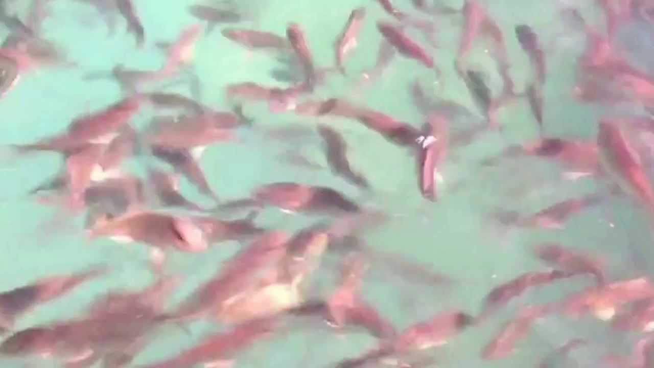 Preview of mass production of Seriola dumerili juveniles