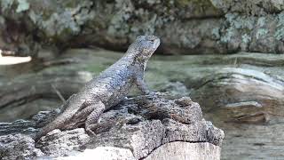 Flash of Lizard Beauty at Fairystone WMA 17 May 2026
