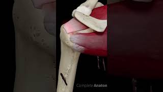 bonefacture#youtubevideo#youtubeshorts#shortviral#tranding#
