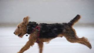 There's Only One King of Terriers - The Airedale-YouTube.mov