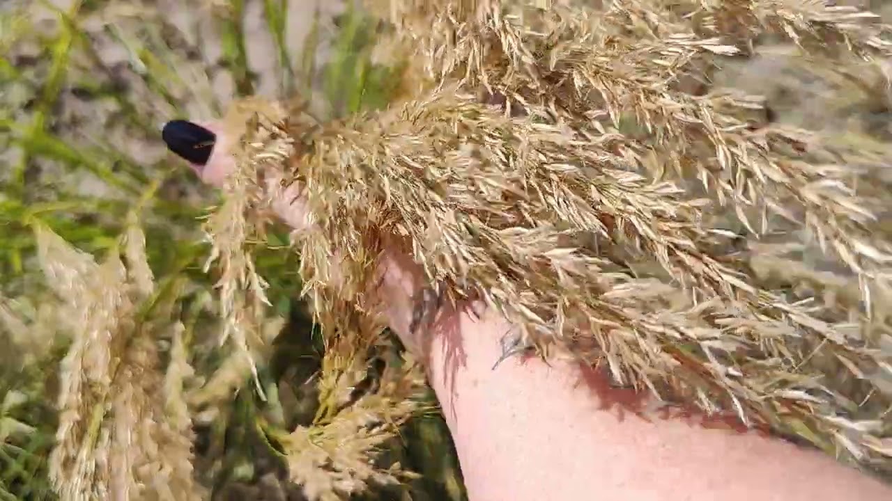 Трави в середині літа. Вони прекрасні 🤗