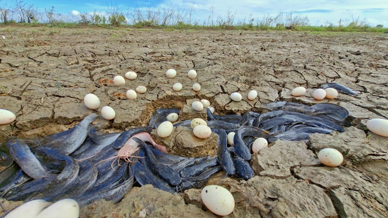 Top amazing fishing! A female fisherman catch a lot of fish and pick duck eggs in the pond at field