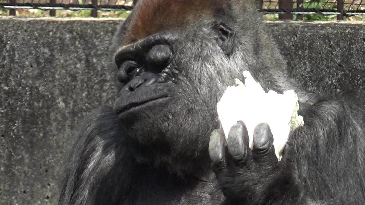 ごりら ゴリラさんが可愛い❤ Cute gorilla #228 【Cute animal videos