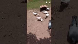 ??pigeon Attitude kabutar youtubeshorts viral shorts