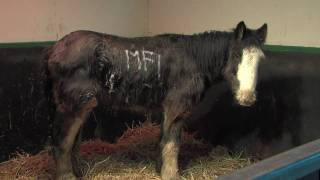 Abandoned and emaciated, Mervyn defies the odds