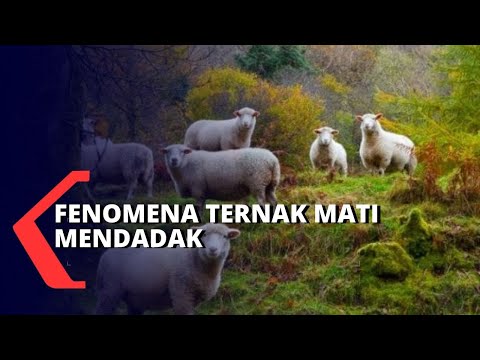 Video: Domba Yang Bertahan Di Distrik Kolomensky Setelah Serangan Chupacabra Mati Satu Per Satu - Pandangan Alternatif