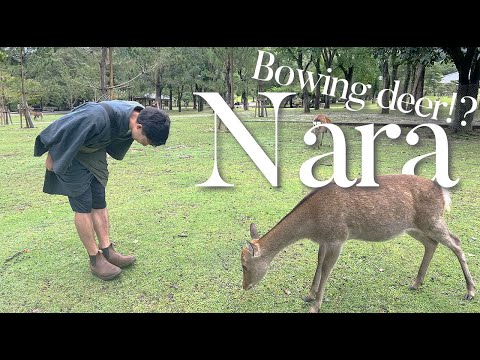 Travel with me: Day trip to Nara🇯🇵