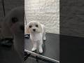 #cute #maltese #grooming #explore