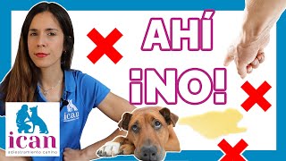 TEACH a DOG or PUPPY to relieve itself IN THE RIGHT PLACE (100% SOLVED) by ican adiestramiento canino 1,252 views 3 weeks ago 5 minutes, 36 seconds
