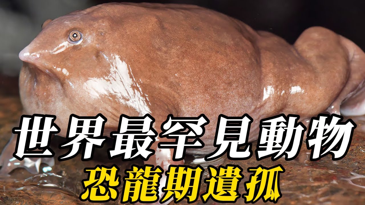 全世界最罕見的10種動物，以腐物爲食，竟能存活100年！第壹名百年壹遇，竟跟恐龍是同期生物！#动物 #animals #知识渊博 #科普 #野生动物 #百科密码