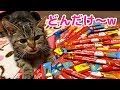 大量のちゅーるにどれにしようか迷ってしまう子猫ｗ