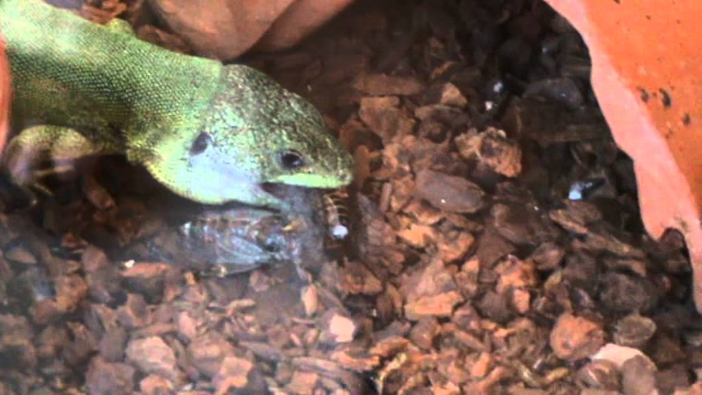 Как кормить ящериц цикадами. Остров Крит. - YouTube