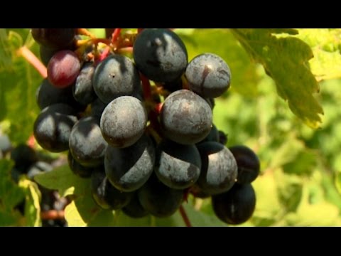 Video: Ինչն է եզակի դարձնում Արգենտինայի գինիները