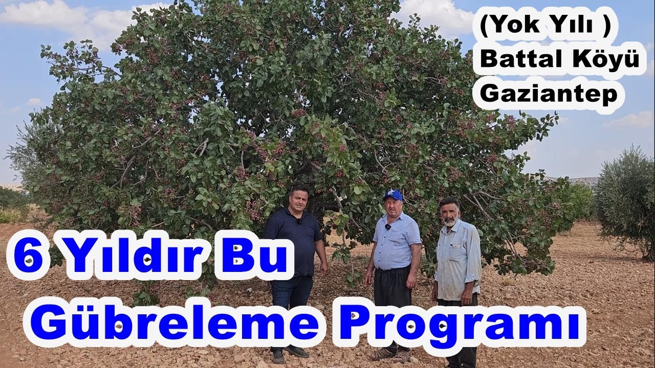 Fıstık Ağacı  Gübreleme Programı - Antep fıstığı Fiyatları - Gaziantep