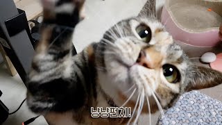 고양이들의 새해맞이 냥냥펀치!🐾🥊 by 요리냥 474 views 1 year ago 2 minutes, 53 seconds