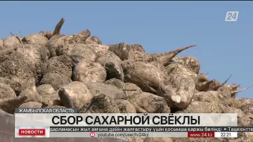 К сбору сахарной свеклы приступили в Жамбылской области