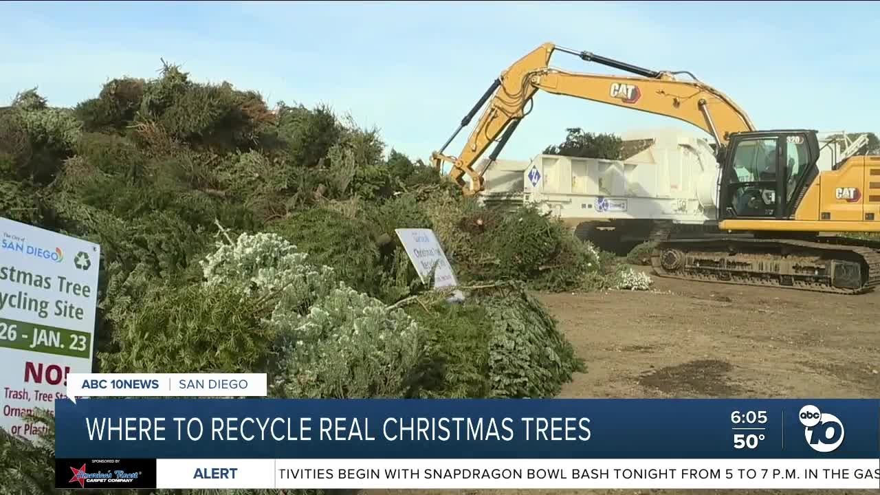 Where to recycle Christmas trees in San Diego YouTube