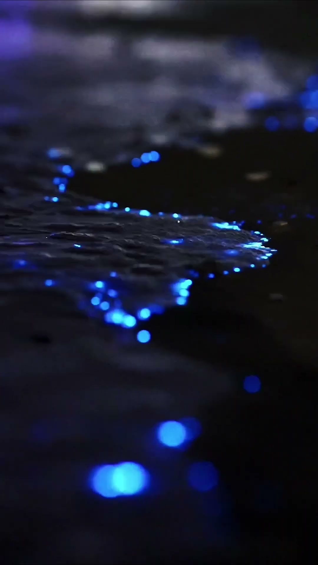 Bioluminescence ? An amazing natural phenomenon where living organisms produce and radiate light!
