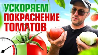 5 способов как ускорить покраснение томатов / Илья Макаров