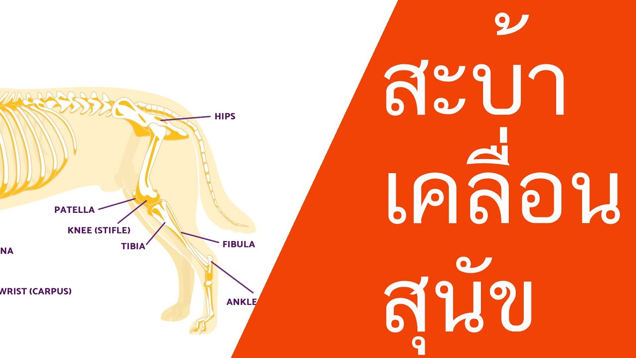 ปวด สะโพก pantin seine