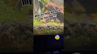 Are the worms in your aquarium good or bad? #shorts