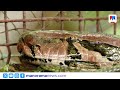 കോഴിക്കൂട്ടിൽ കയറി കോഴികളെ വിഴുങ്ങി; തലവടിയിൽ 12 അടി പെരുമ്പാമ്പ് കുടുങ്ങി #PythonCaught #Edathua