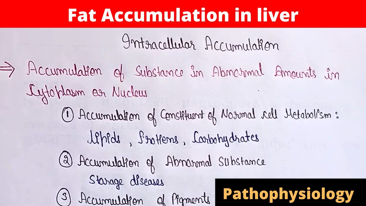 Fat Accumulation in liver | lipid metabolism | liver Damage | intracellular Accumulation