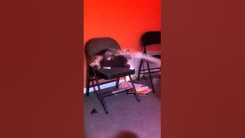 Funny Cat Silly String Attack Video