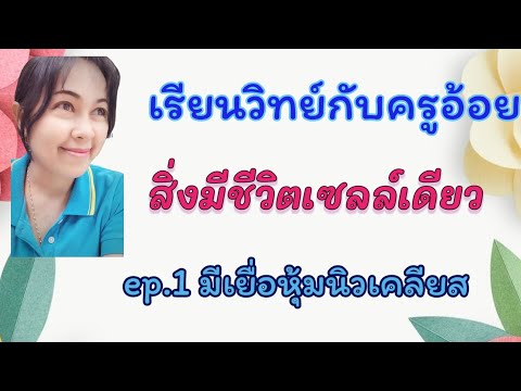 สิ่งมีชีวิตเซลล์เดียว