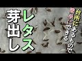 【芽出し】100％発芽　レタスの芽出し　台所にあるもので簡単に　2021年9月17日