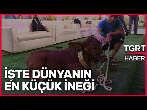 Dünyanın En Küçük İneği Queen - TGRT Haber