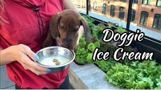 Mini dachshund puppy tries homemade doggie ice cream