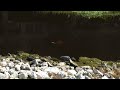Little Blue Heron in Pelican Bay