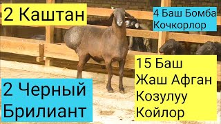 Өзбекстан. 4 Мыкты бомба Гисар Кочкорлор. Козулуу Жаш Афган  Койлор.