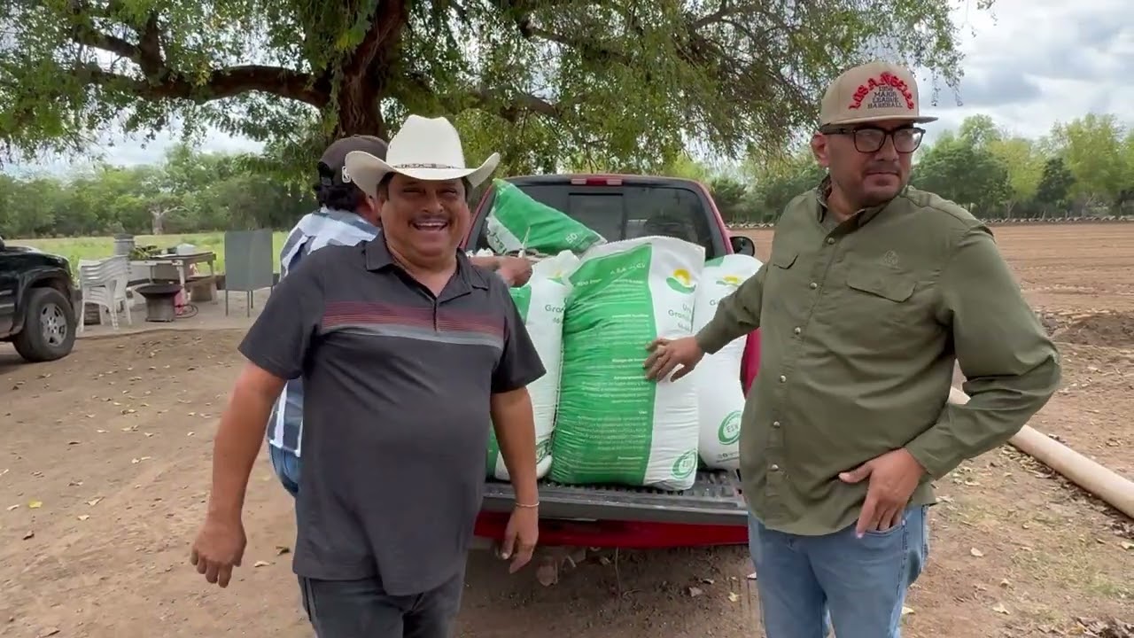 Almejas guisadas con arroz en el árbol de la felicidad 