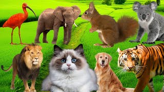 Cute Animal Sounds In Peaceful: Tiger, Dog, Cat, Cow, Goat, Rabbit, ... | Animal Moments