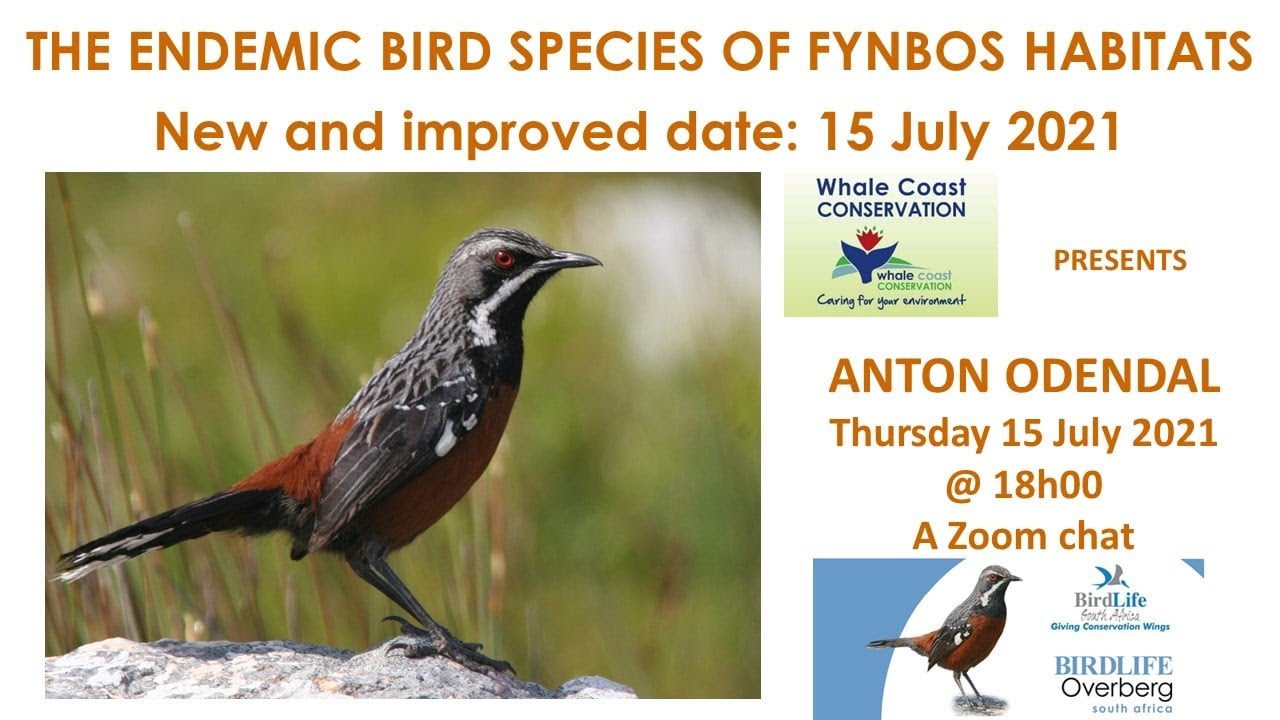 20210714   WCC Talk   Anton Odendal - Endemic Fynbos Bird Species & the Effects of Climate Change