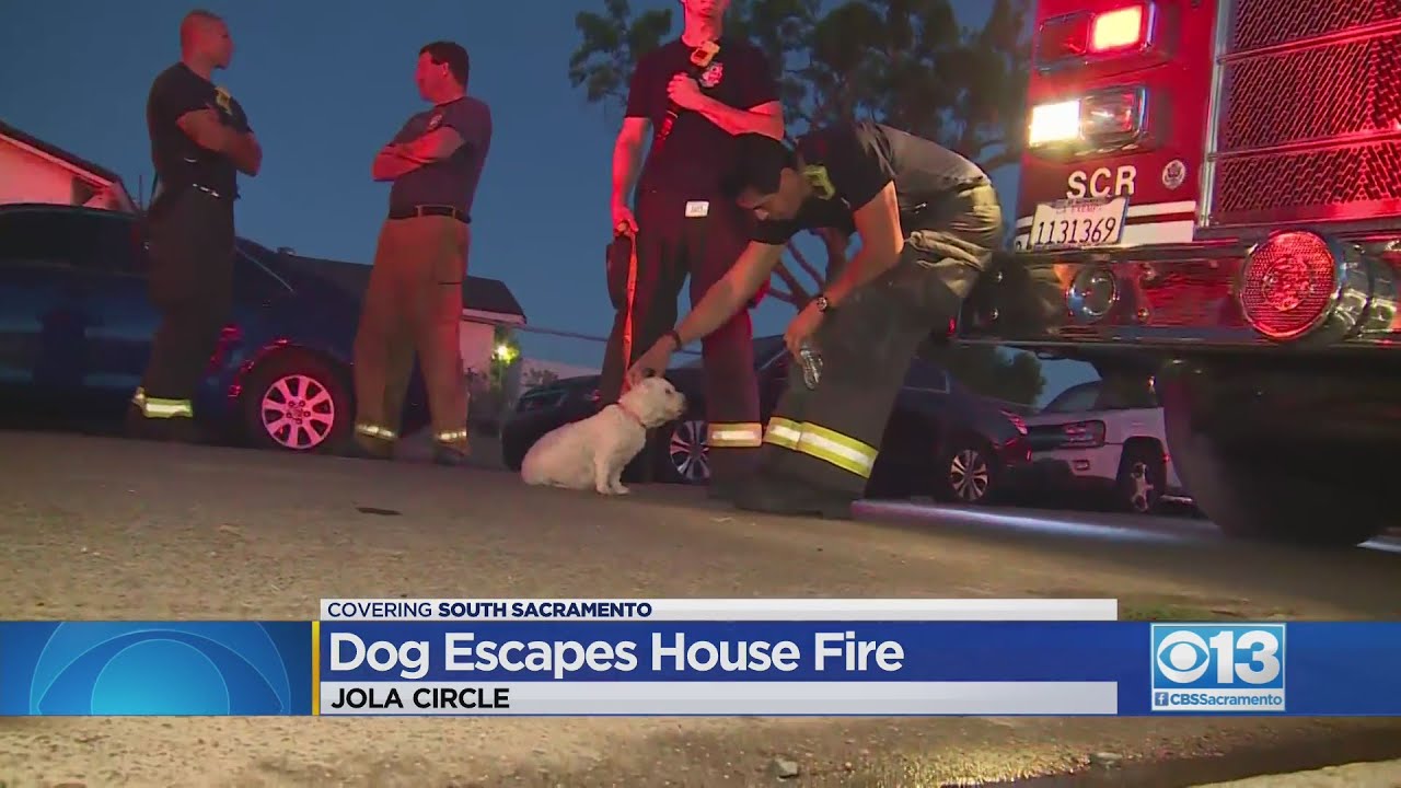 Dog escapes from house fire in Sacramento - YouTube