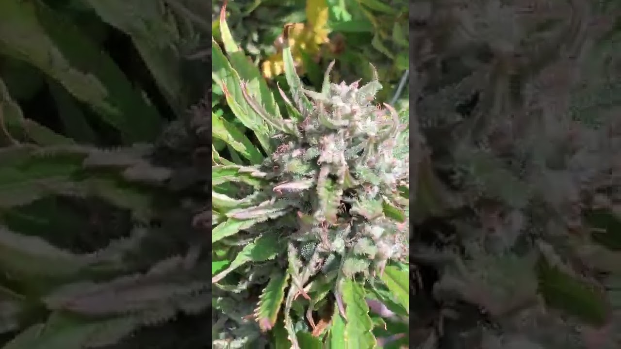 ACDC Cannabis Flower (High CBD Strain)