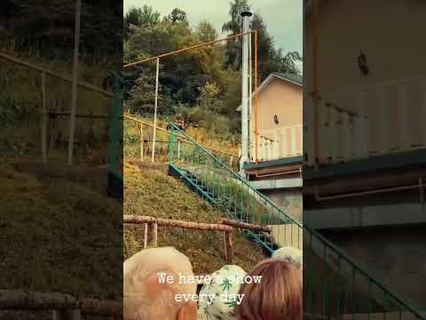 We show how birds hunt in the wild /Шоу проводим чтобы показывать как они охотятся #Show 🦅🕊🐦🦉🦅