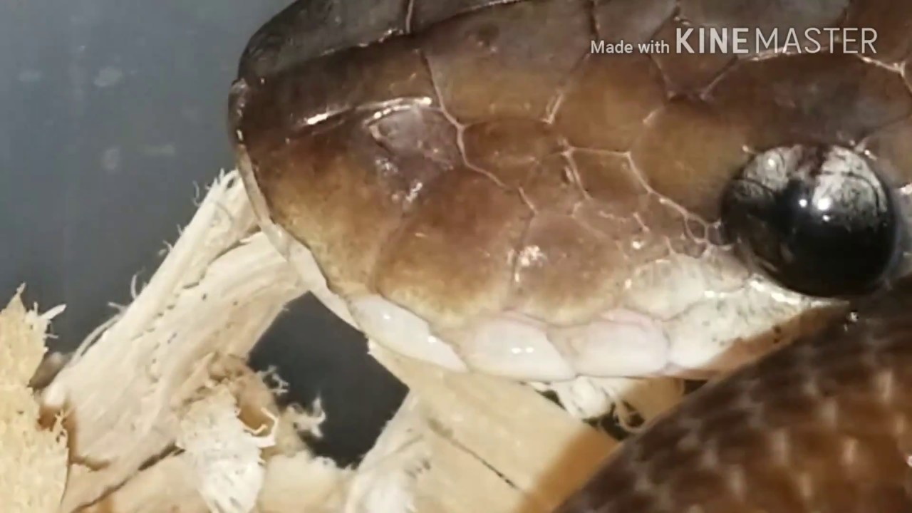 pythons for sale Vlog# 65 More Rat rack work