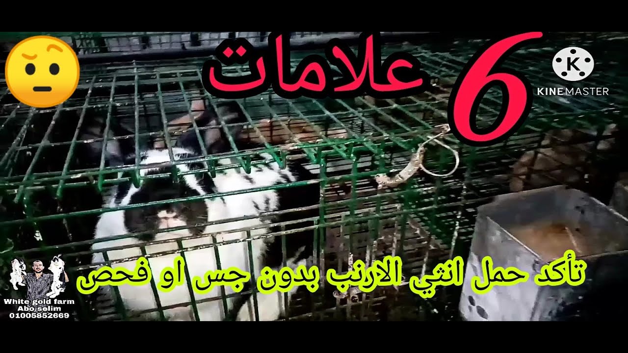 ٦ علامات تأكد حمل انثي الارنب بدون جس او فحص Youtube